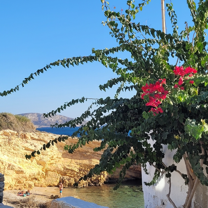 Des fleurs vibrantes avec la mer et un paysage lointain.