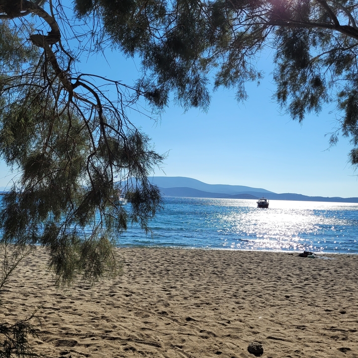 Plage de sable avec des arbres surplombant l'océan.