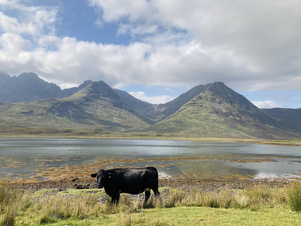 Une vache qui broute près d'un lac avec des montagnes en arrière-plan.