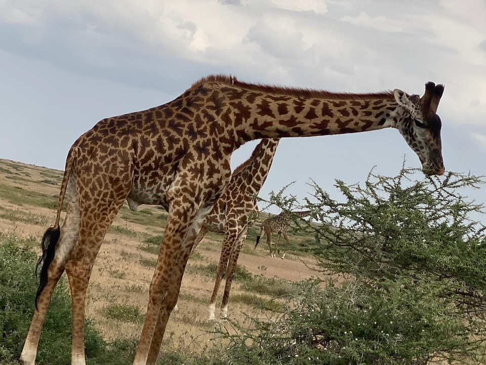 Close view of a patterned giraffe browsing on thorny acacia shrubs on open savannah.