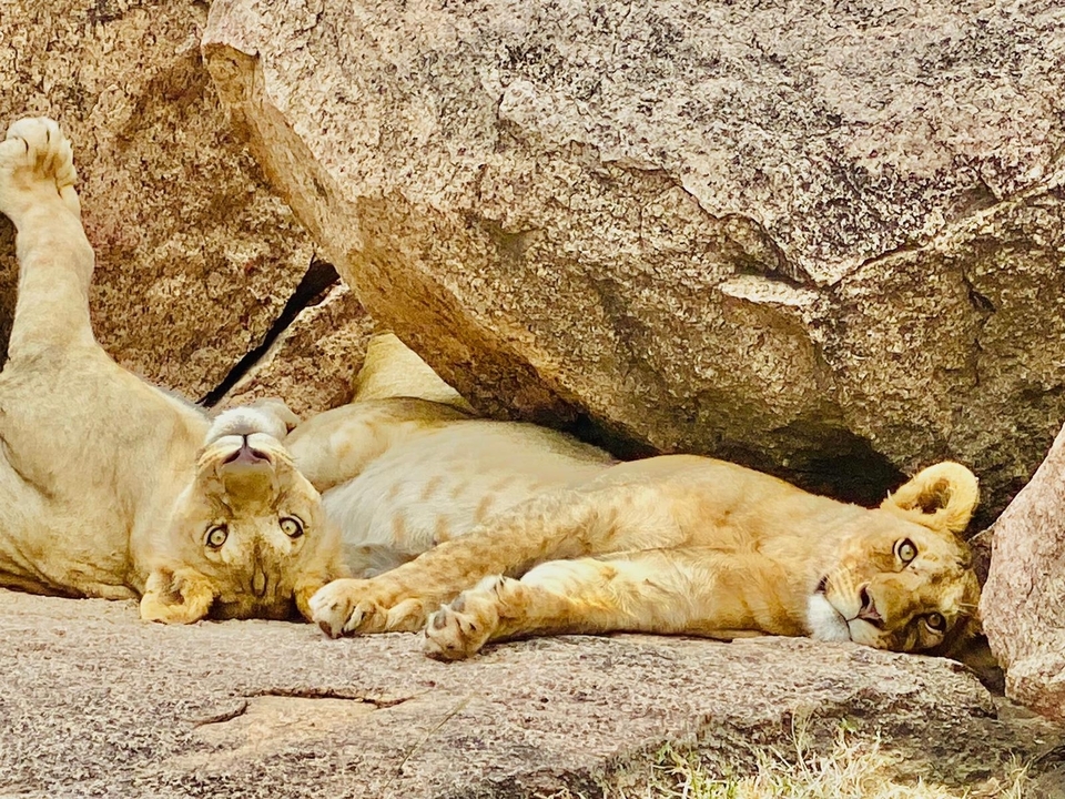Two young lions lounge on warm pink granite rocks, one peering upside-down at the camera.
