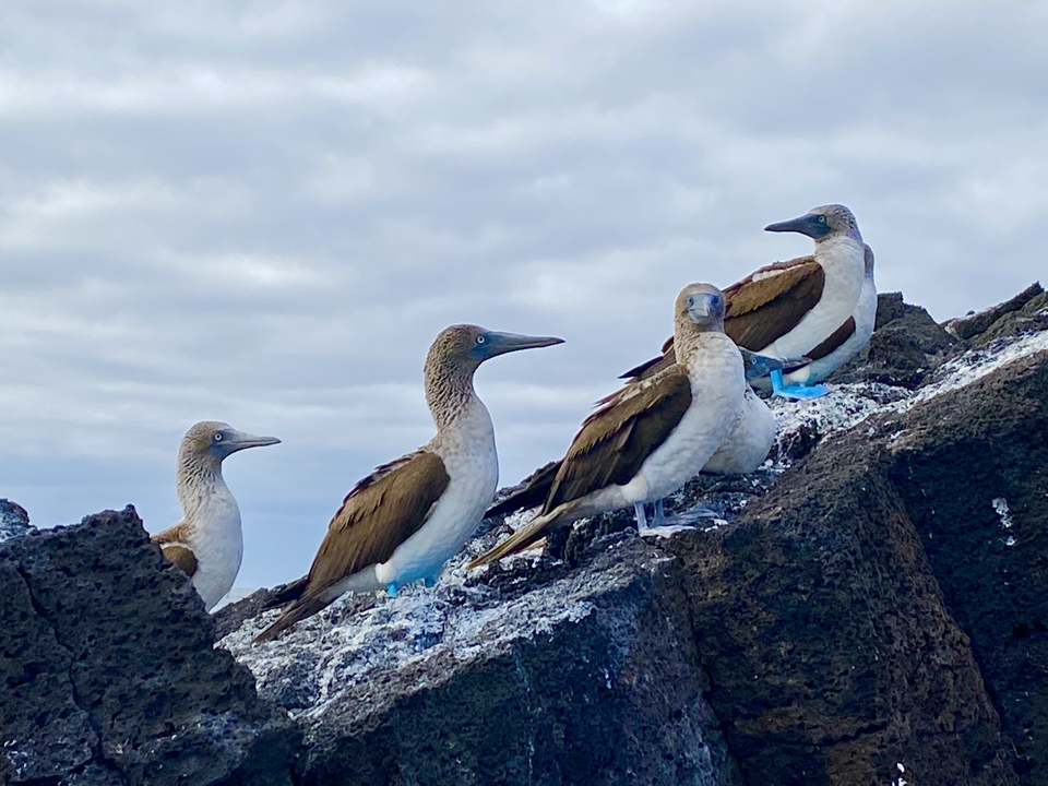 Fous à pieds bleus perchés sur des rochers.