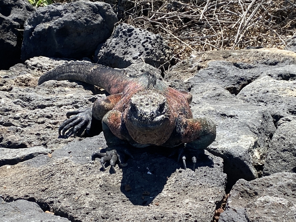Gros plan d'un iguane marin sur des roches volcaniques.