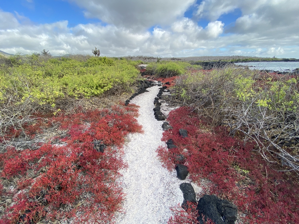 Sentier à travers un paysage volcanique avec une végétation verte et rouge.