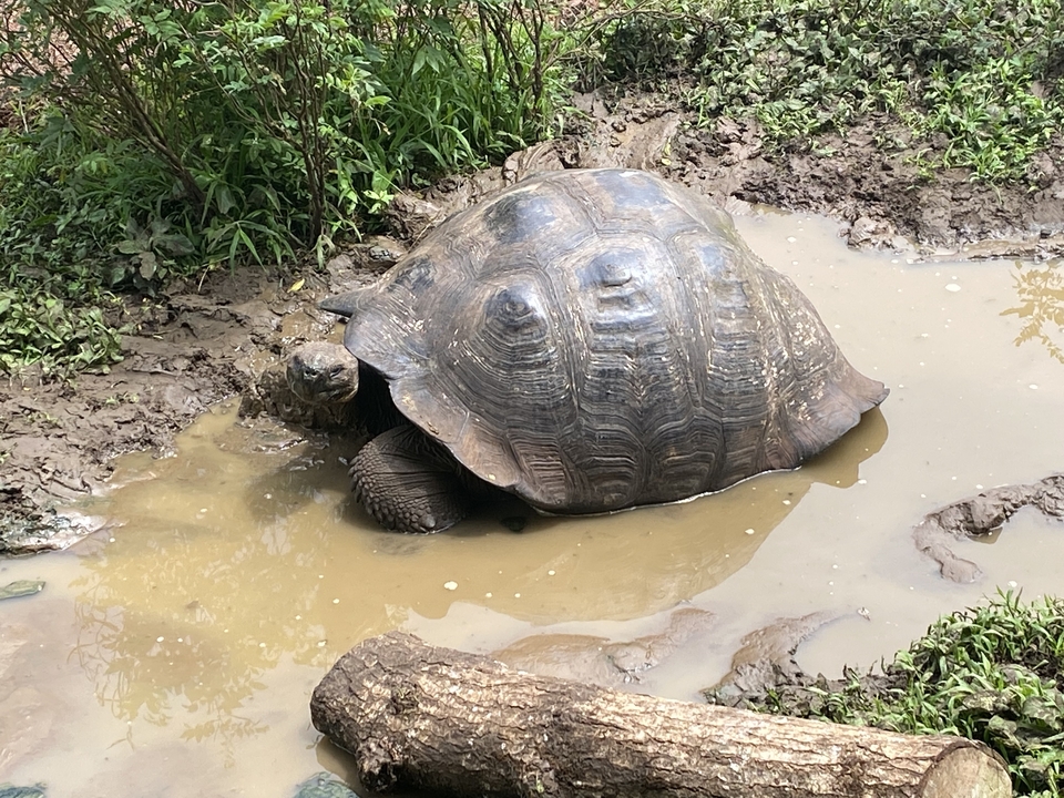 Tortue partiellement immergée dans l'eau boueuse.