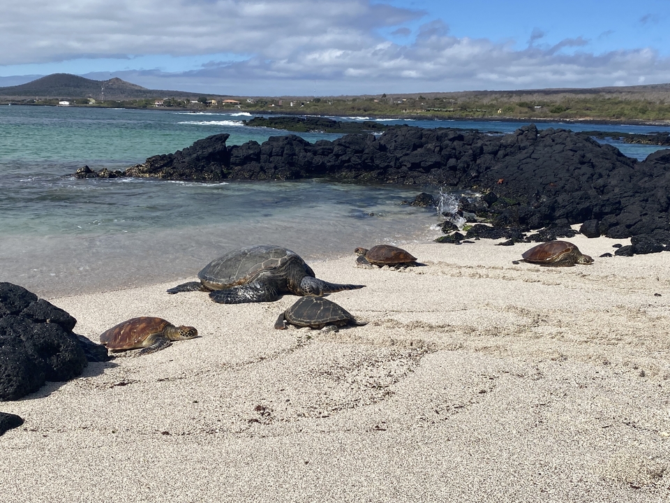Groupe de tortues marines sur une plage ensoleillée.