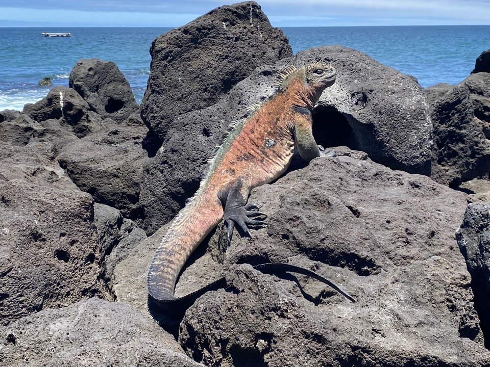 Iguane marin se prélassant sur des roches volcaniques au soleil.