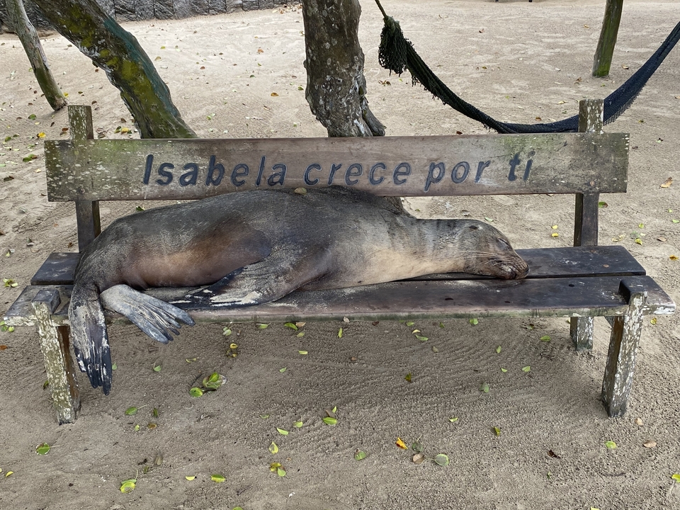Otarie dormant sur un banc avec une inscription.