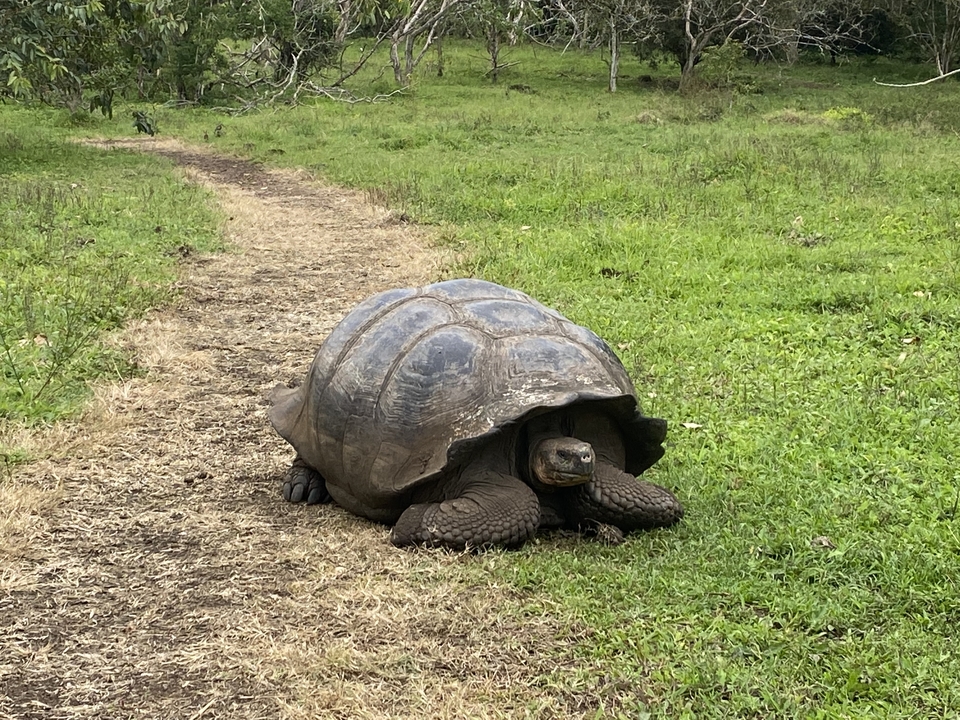 Grande tortue sur un sentier de terre avec de l'herbe verte.
