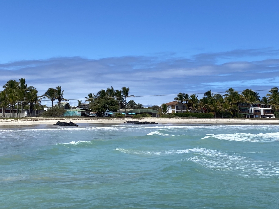 Vue côtière d'une plage avec des palmiers.