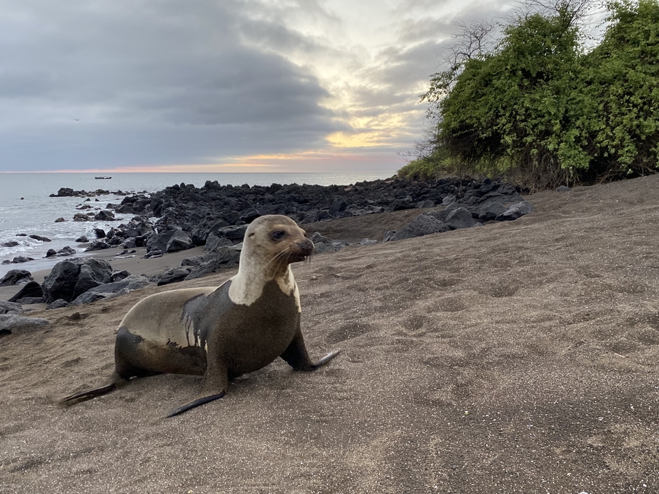 Otarie se reposant sur un rivage rocheux au coucher du soleil.
