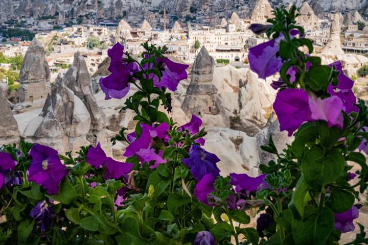 Purple flowers with a backdrop of unique rock formations.