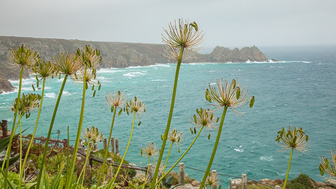 Vue côtière sauvage avec des fleurs au premier plan.