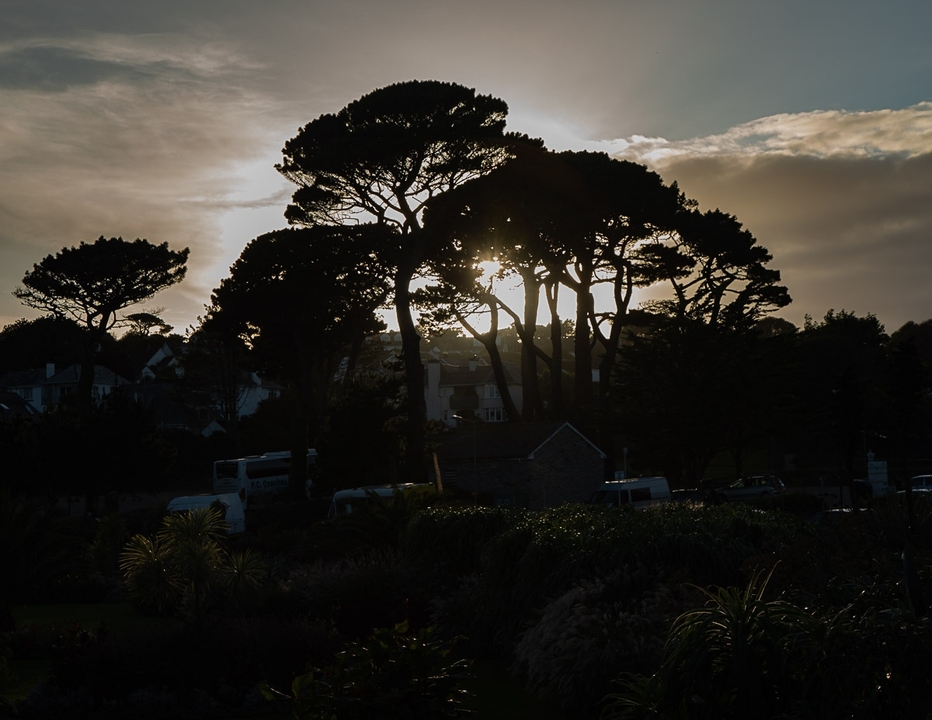 Silhouette d'arbres avec la lumière du soleil qui filtre à travers.