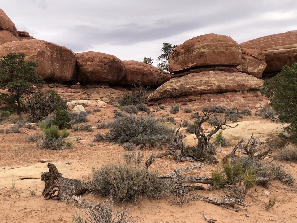 Formations rocheuses avec de la végétation dans le désert.