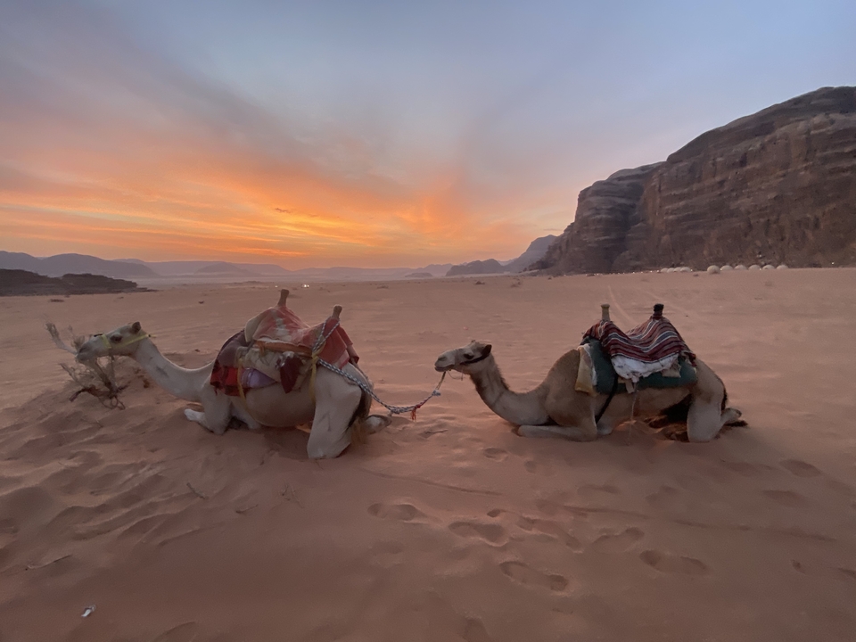 Chameaux se reposant dans le désert au coucher du soleil.