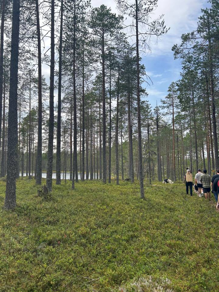 A forested area with tall, straight trees.