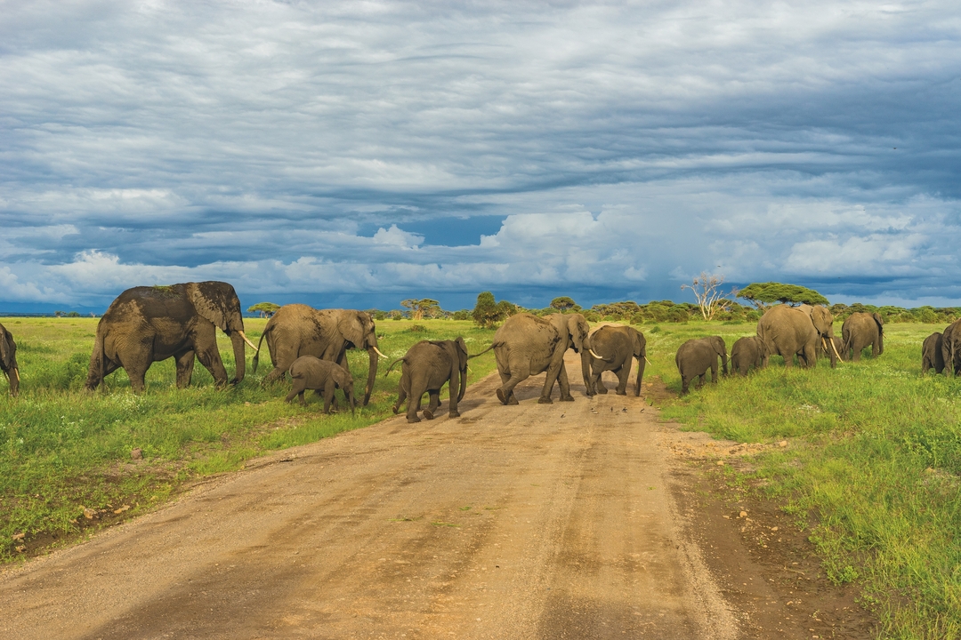 Des éléphants marchant le long d'un chemin de terre dans un paysage luxuriant.
