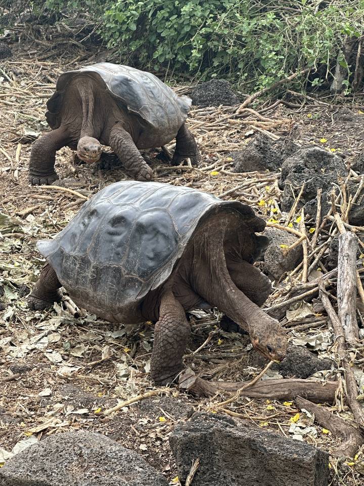 Two giant tortoises on the ground surrounded by foliage.