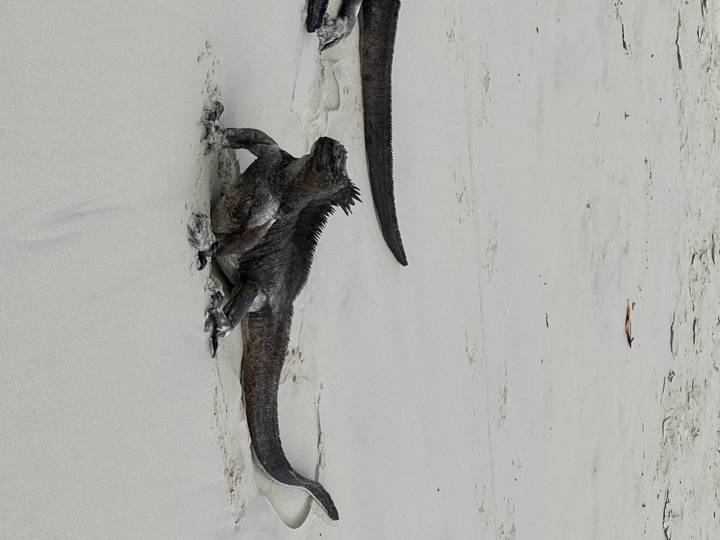 Two iguanas on a sandy beach.