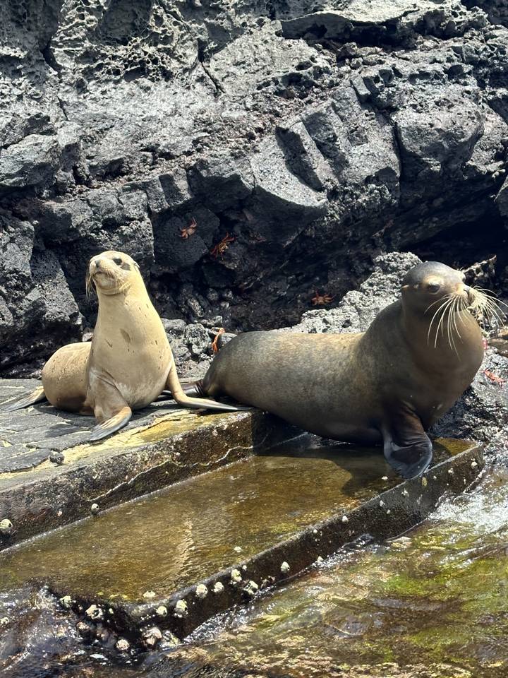 Two sea lions resting on rocky terrain.