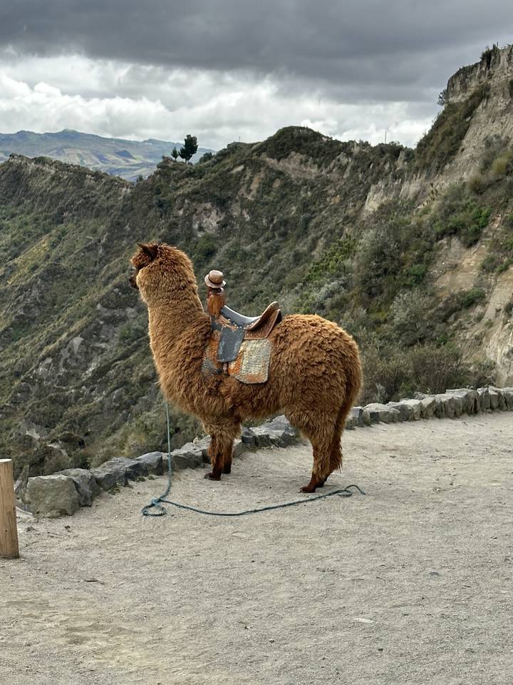 Brown alpaca with saddle standing on a dirt path.