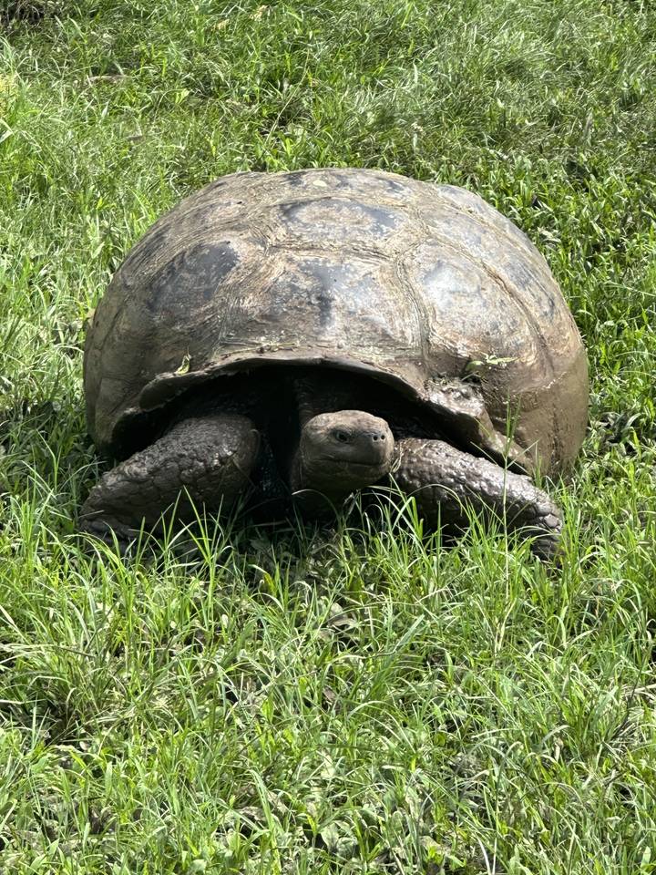 Large tortoise on grassy ground.