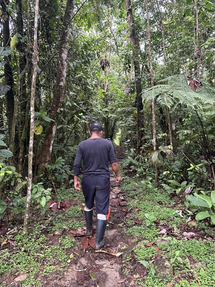 Person walking through a lush green forest trail.
