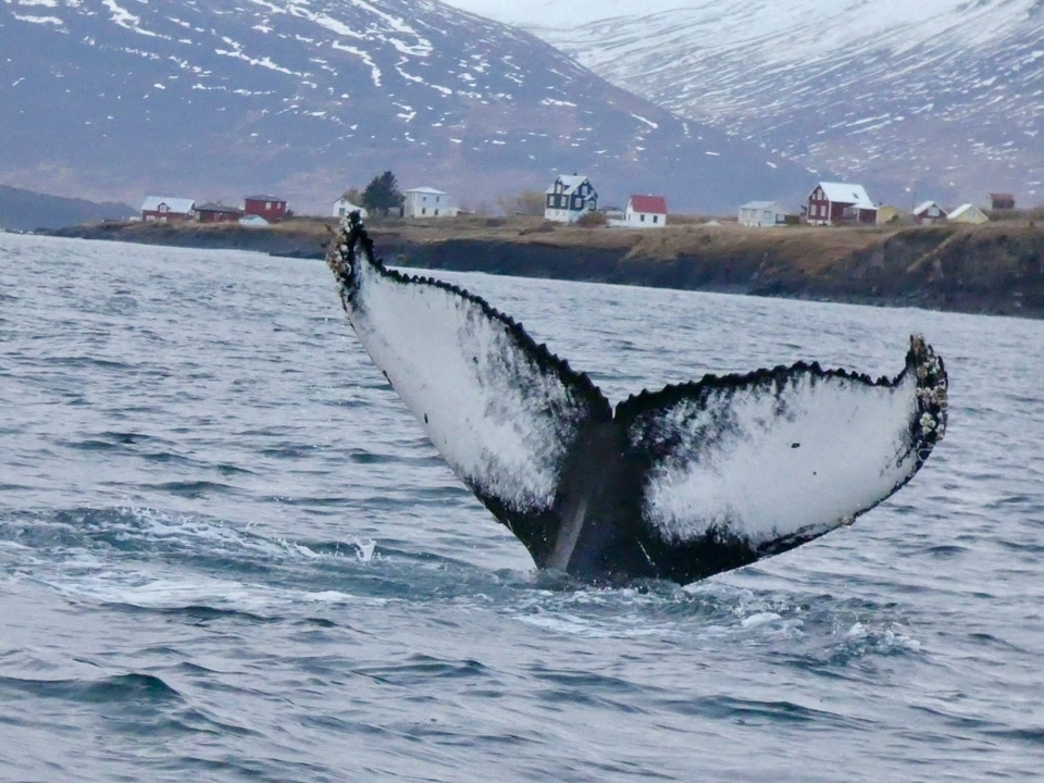 Une queue de baleine émergeant de la mer près d'un village côtier.