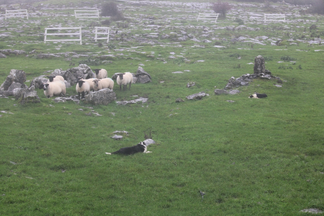 Feld mit Schafen und einigen Steinbauten unter bewölktem Himmel.