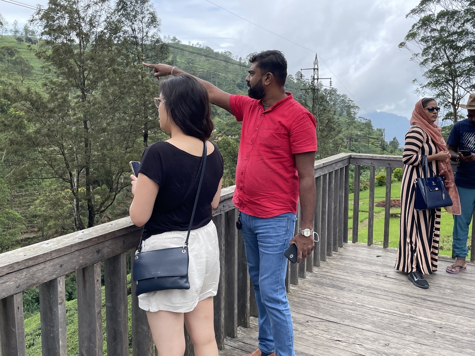 Travellers admire lush tea-covered hills from a wooden viewing deck