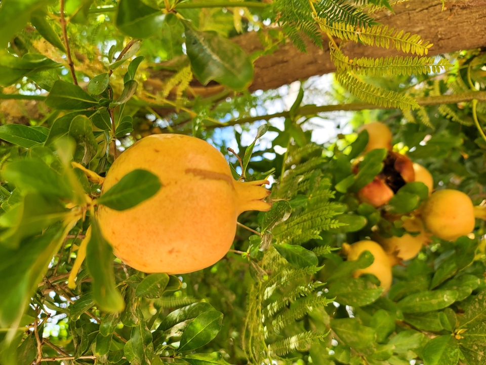 Gros plan de grenades sur un arbre.