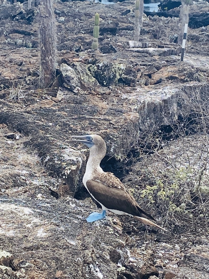 Un fou à pieds bleus debout sur un terrain rocheux.