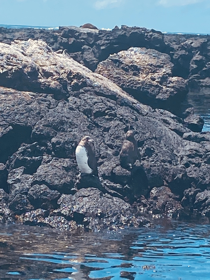 Deux pingouins sur des roches volcaniques au bord de l'eau.