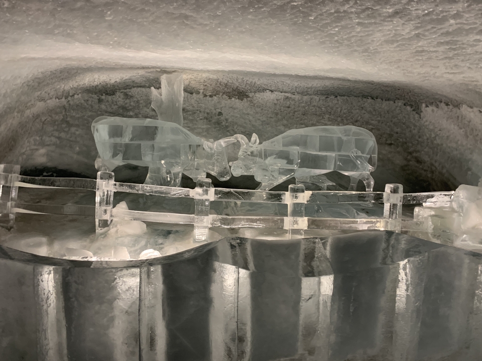 Sculpture de glace de deux vaches se faisant face dans un environnement semblable à une grotte.