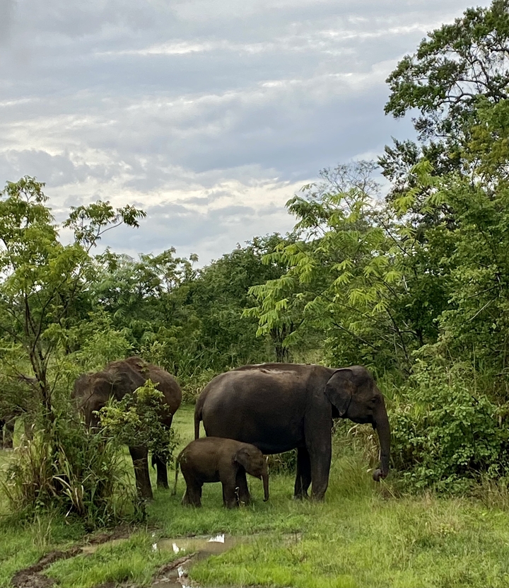 Des éléphants broutant dans un paysage luxuriant.