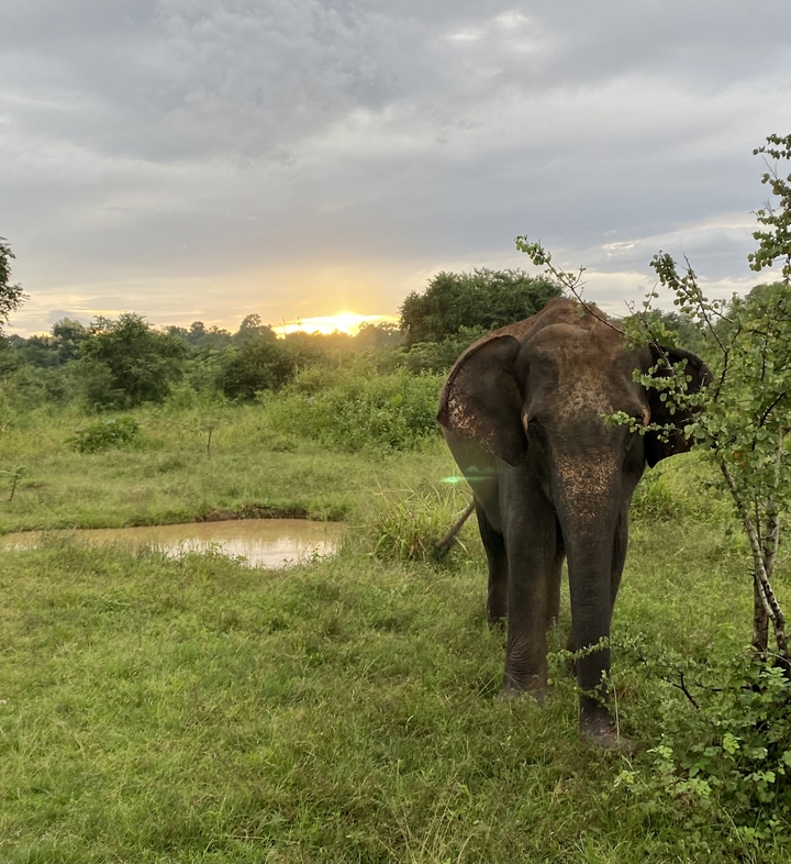 Éléphant près d'un point d'eau avec un coucher de soleil en arrière-plan.