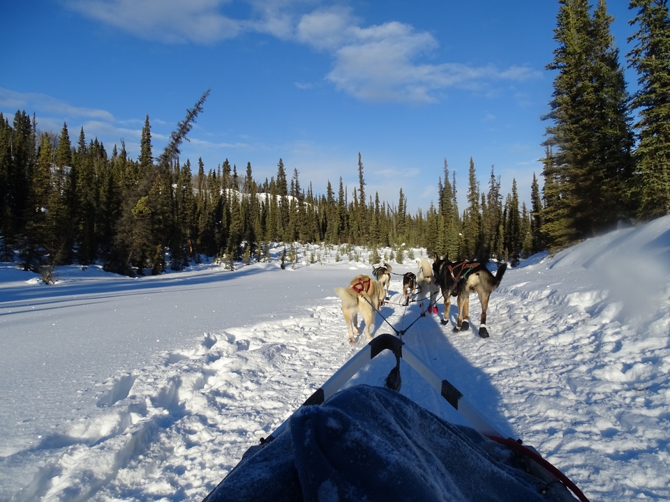 Des chiens tirant un traîneau sur un paysage enneigé.