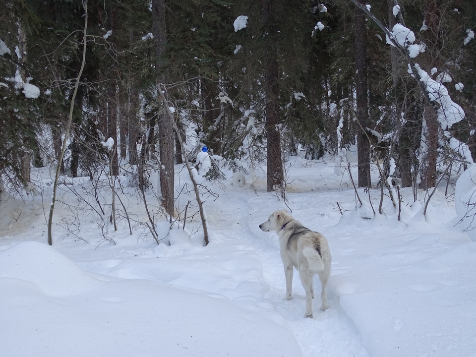 Un chien debout dans une forêt enneigée.