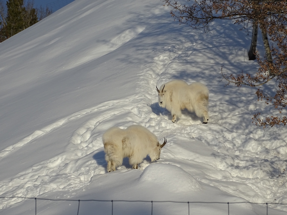 Deux chèvres de montagne blanches marchant sur la neige.