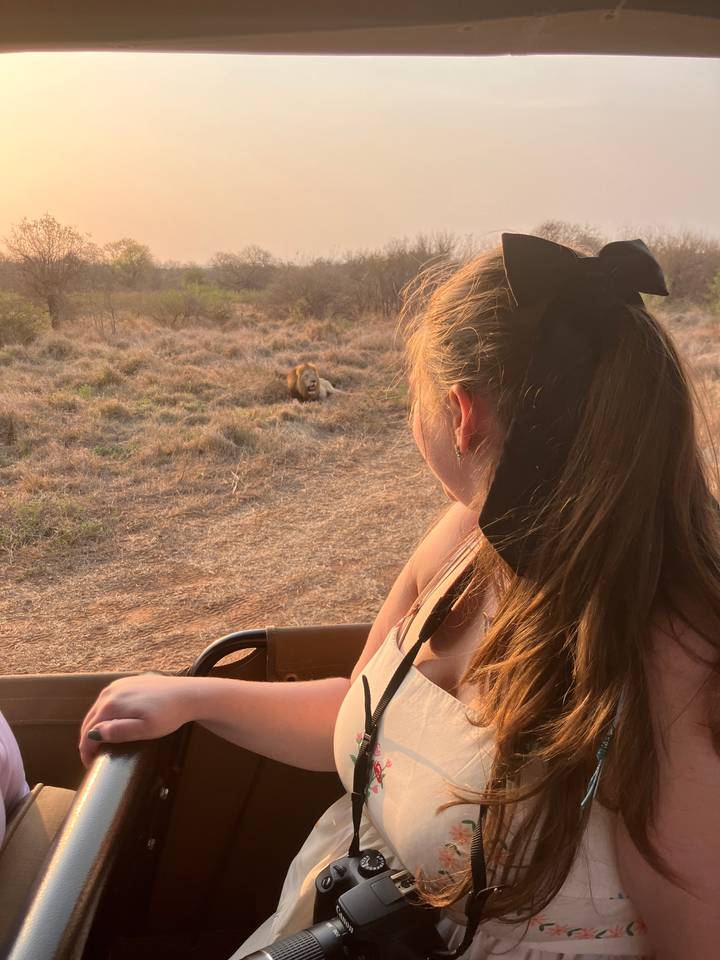 Personne dans un véhicule observant un lion dans une savane.