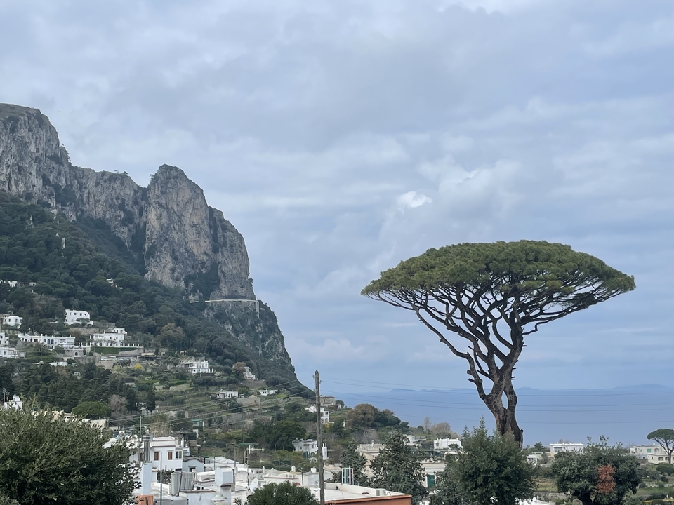 Un arbre solitaire avec un arrière-plan de montagnes et la mer.