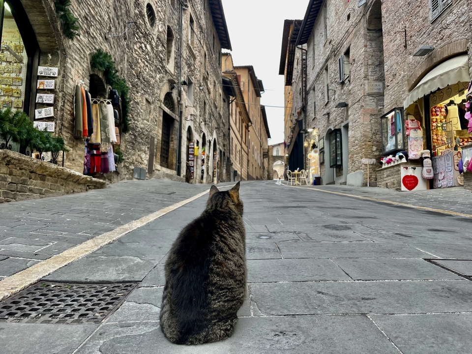 Un chat assis sur une rue pavée dans une vieille ville européenne.