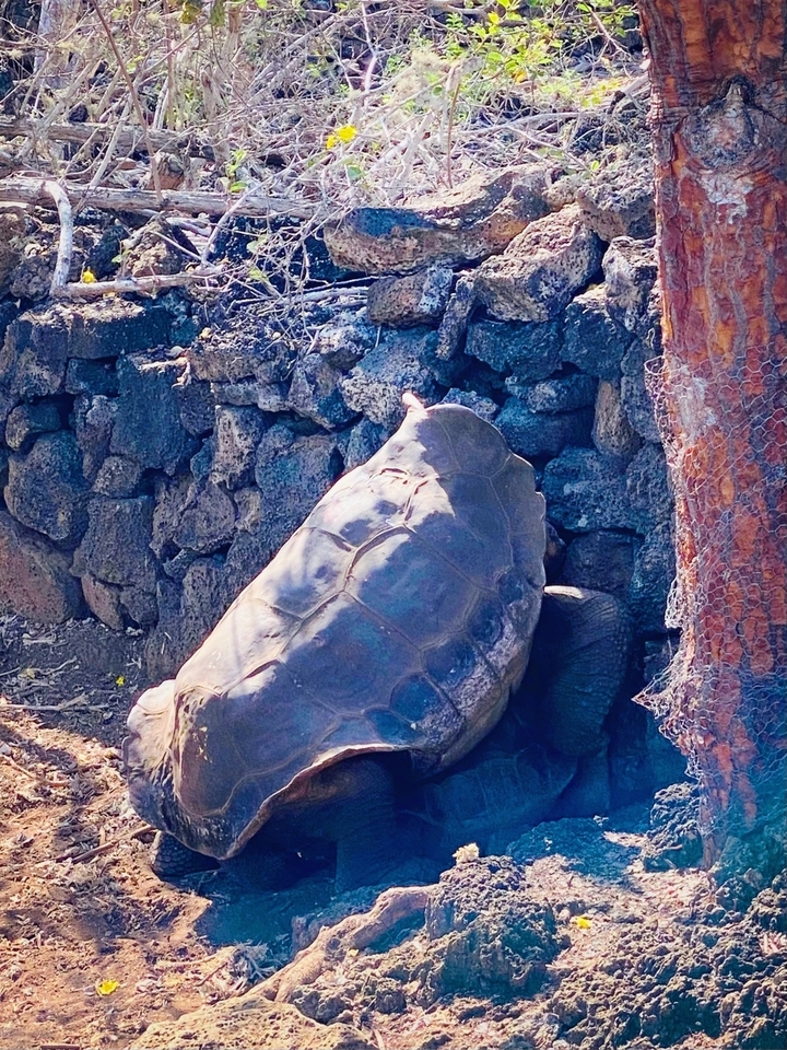 Tortue géante à côté d'un mur de pierre.