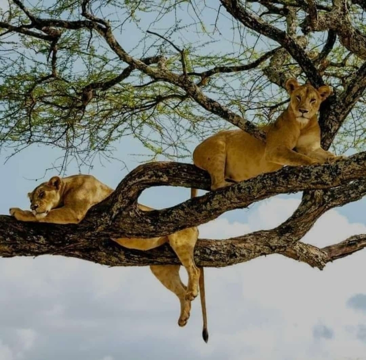 Deux lions se reposant sur une branche d'arbre.
