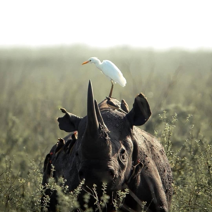 Un oiseau blanc perché sur le dos d'un rhinocéros.