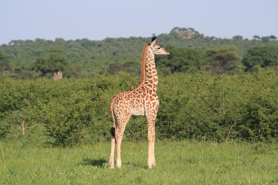 Une girafe debout dans un paysage vert.