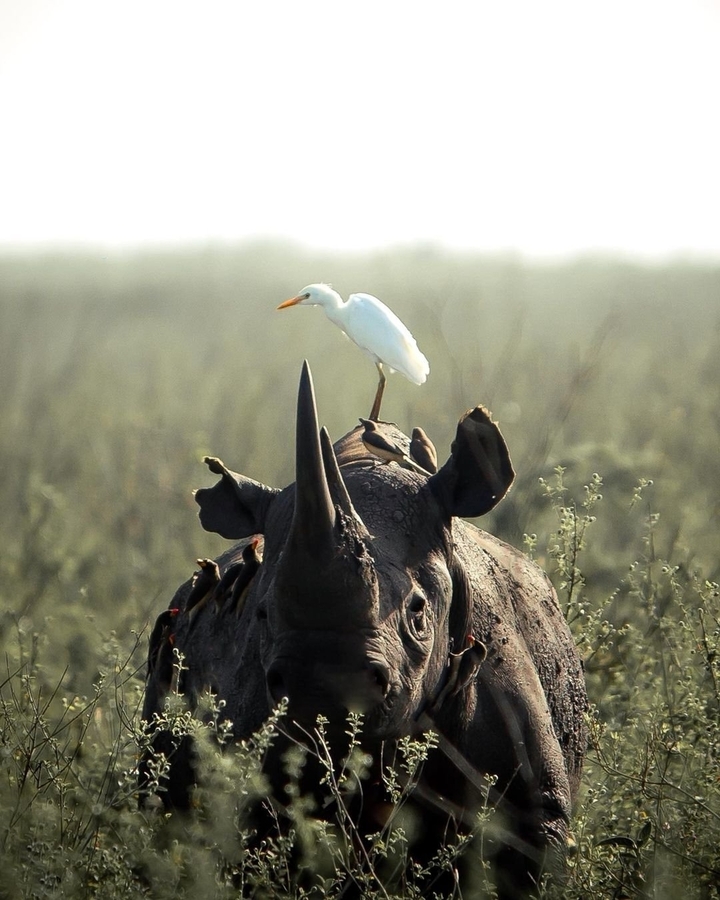 Un oiseau blanc perché sur le dos d'un rhinocéros.