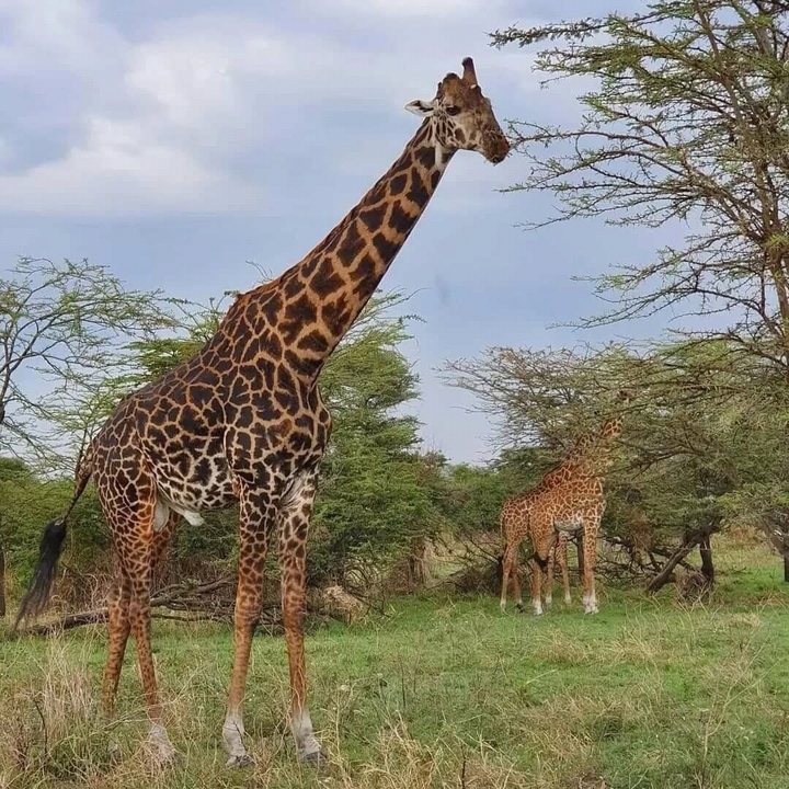 Des girafes se nourrissant de feuillage dans la savane.