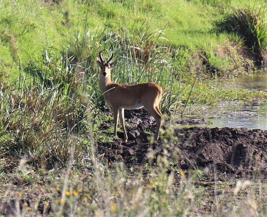 Antilope se tenant près d'un étang dans une zone herbeuse.